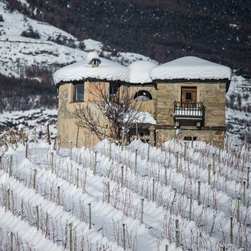 Le vigne della Valle d'Aosta in inverno con la neve