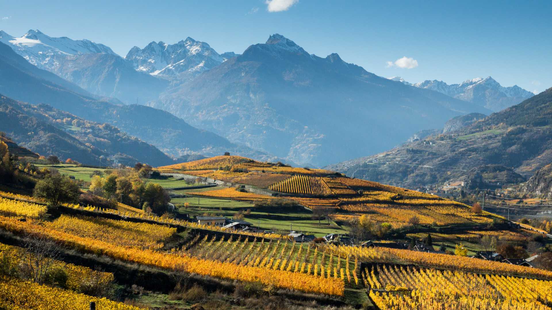 I vitigni nella zona del Torrette in centro alla Valle d'Aosta