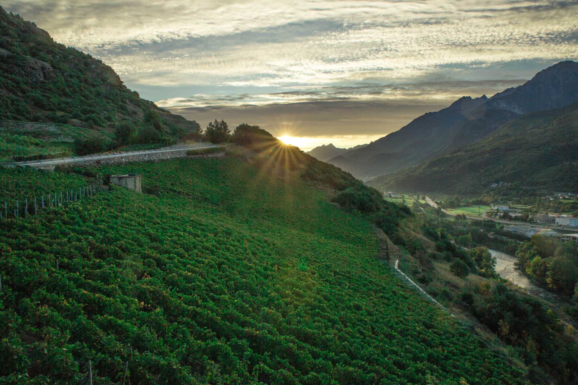 Vigne Lo Triolet a Nus - Consorzio Vini Valle d'Aosta