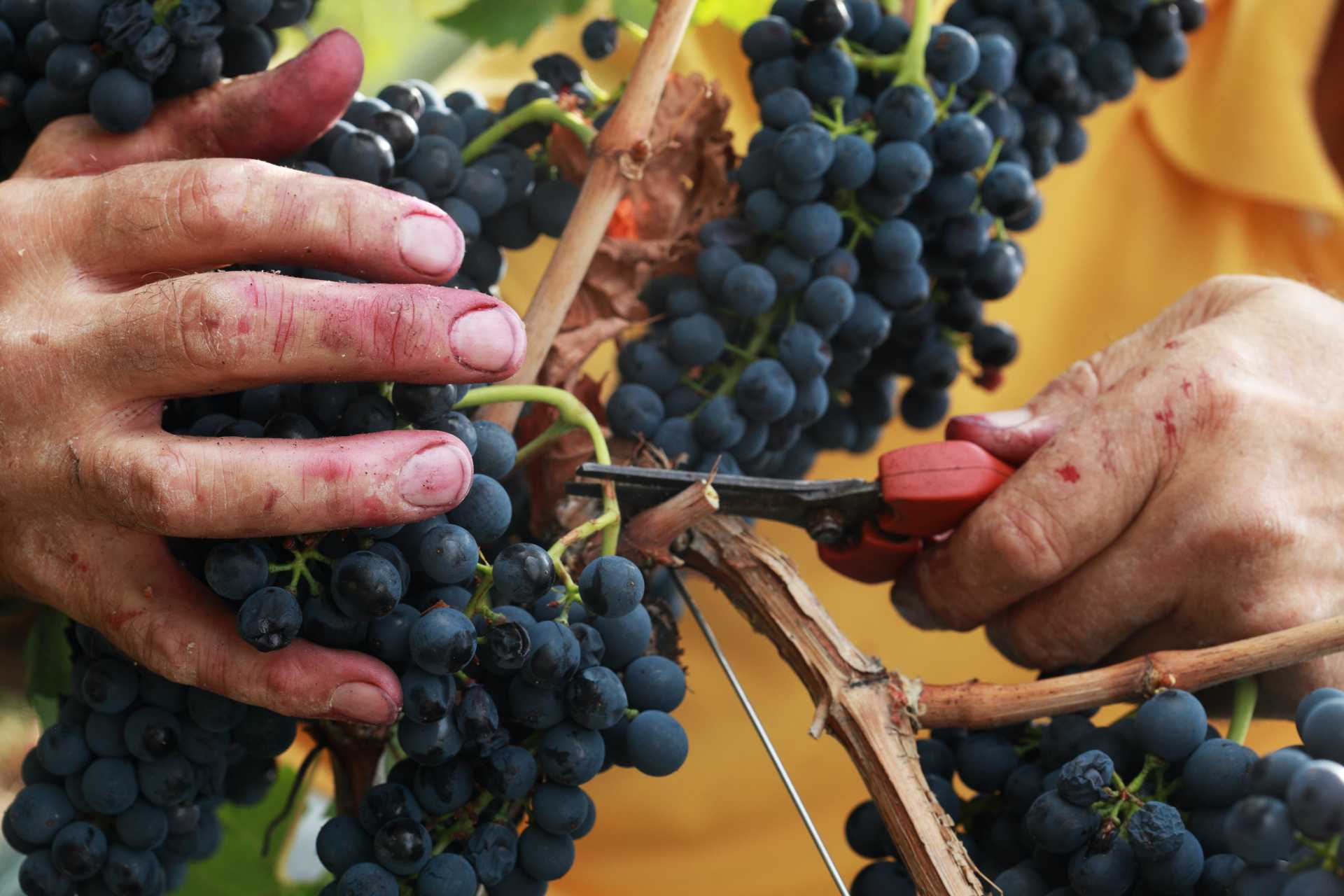 La sapienti mani dei viticoltori valdostani al lavoro in vigna per produrre il DOC Valle d'Aosta