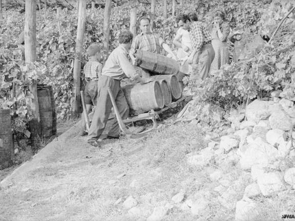 Viticoltura in Valle d'Aosta (Foto archivio BREL)