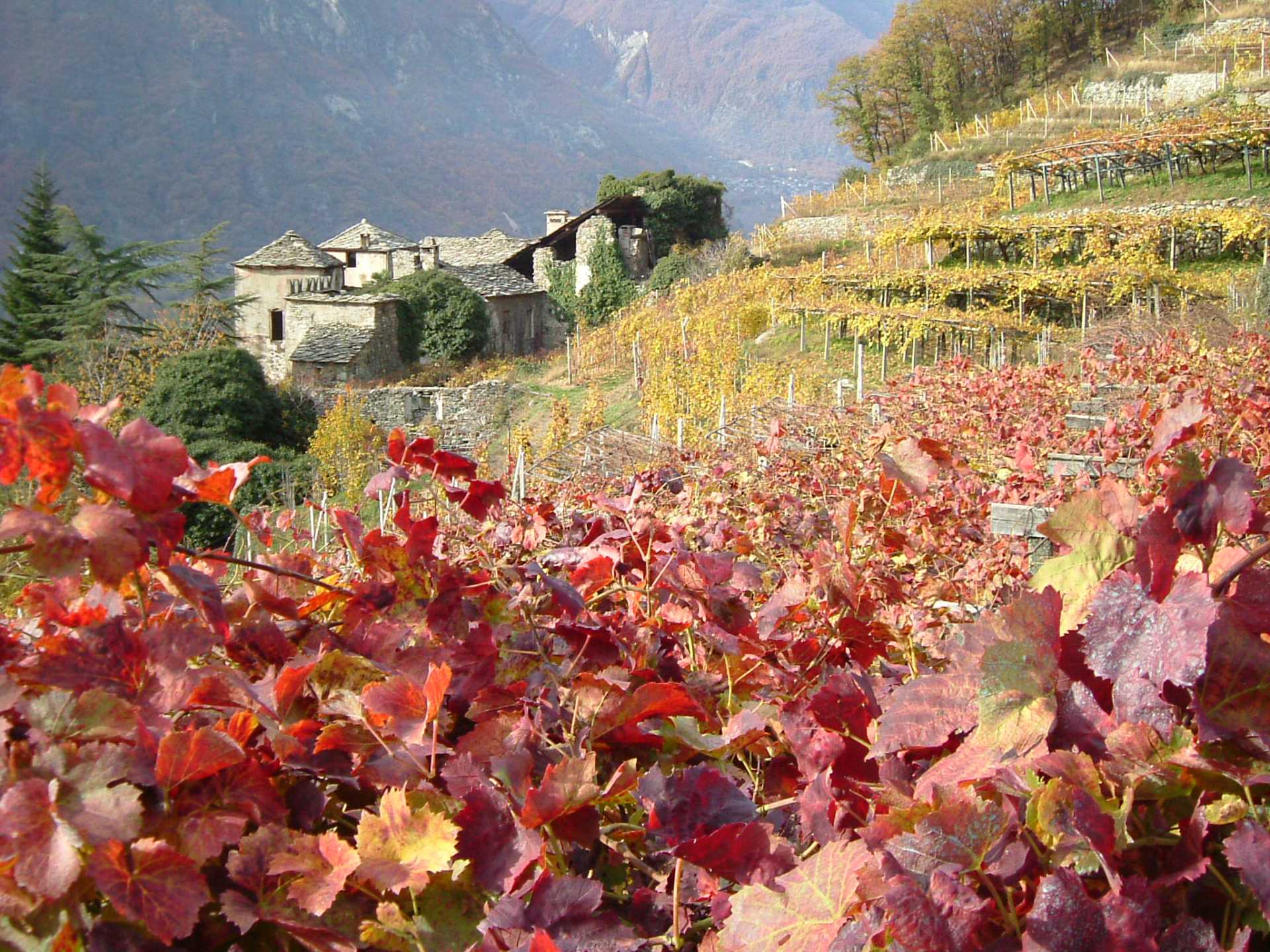 Le vigne della Valle d'Aosta in autunno