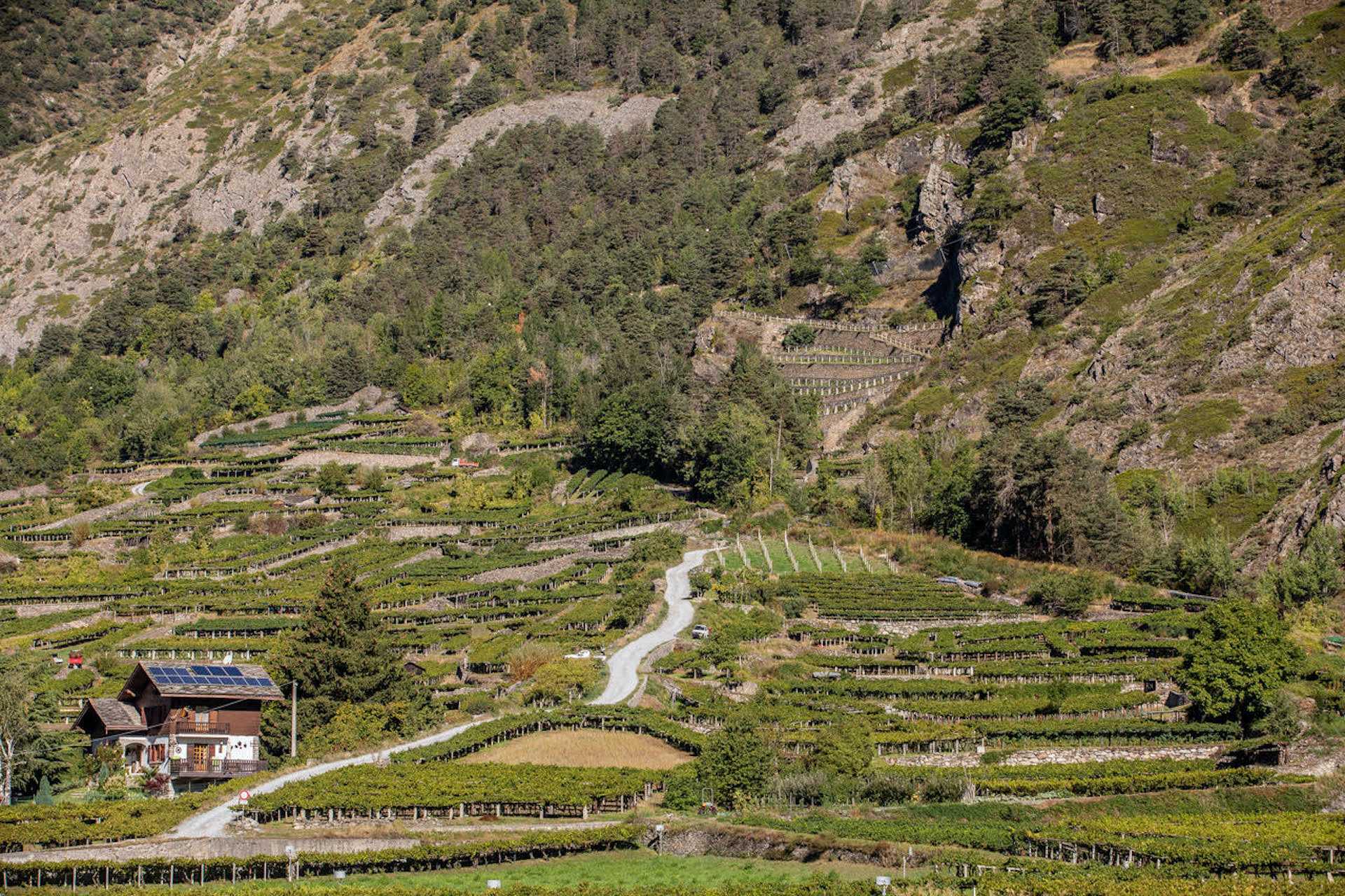 Le vigne di Morgex, ai piedi del Monte Bianco