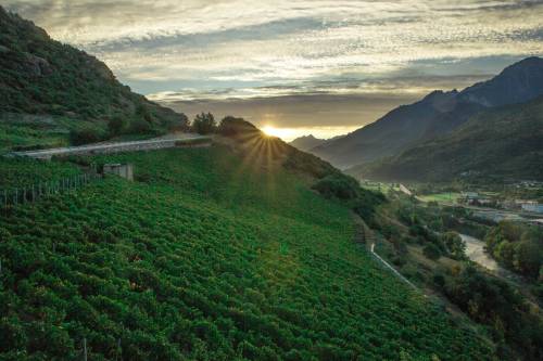 Lo Triolet vigne di Nus - Consorzio Vini Valle d'Aosta